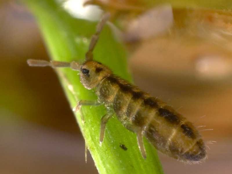 Checklist of the Collembola: Isotominae