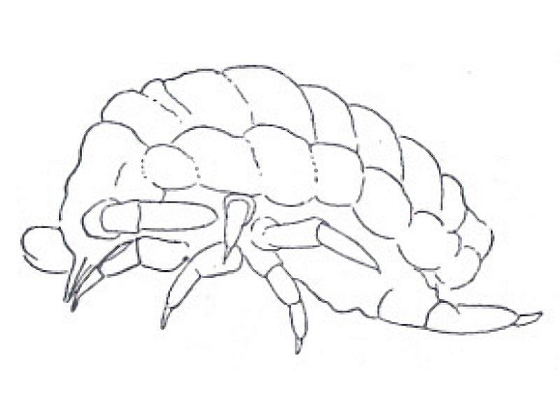 Ceratimeria(sic) longicornis (Collembola) from Java
After Handschin E, 1926 Fig.2b
