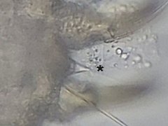 Neonaphorura novemspina (Collembola) from Holland
Abd.6 with 9th (unpaired) spine in focus (*)
2019.12.25 © Berg, M.
Det.: Berg, M.