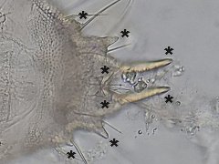 Neonaphorura novemspina (Collembola) from Holland
Abd.6 with 8 (paired) spines in focus (*)
2019.12.25 © Berg, M.
Det.: Berg, M.