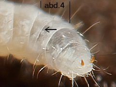 Paratullbergia callipygos (Collembola) from Holland
Abd.4 with transverse suture
2022.11.12 © Kamsteeg, G.
Det.: Berg, M.