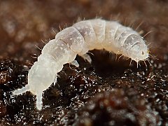 Paratullbergia callipygos (Collembola) from Holland
Abd.6 with 2 anal spines
2022.11.12 © Kamsteeg, G.
Det.: Berg, M.