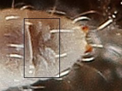 Paratullbergia callipygos (Collembola) from Holland
Abd.6 with transverse ridges/bumps
2022.12.28 © Kamsteeg, G.
Det.: Berg, M.