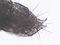 Mesaphorura macrochaeta (Collembola) from Holland
Prominent anal spines and macrosetae on abd.6
2013.11.27 © van Bezouw, R.