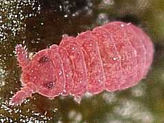 Brachystomella parvula (Collembola) from Holland
2012.09.04 © van Duinen, J.