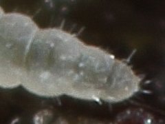 Paratullbergia callipygos juv. (Collembola) from Holland
Abd.4 with transverse suture
Abd.6 with ridges/bumps and 2 anal spines
2014.10.06 © van Duinen, J.