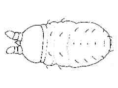 Cephalachorutes anneae (Collembola) from Brazil
After Queiroz GC & de Mendonça MC, 2016 Fig.8A