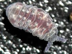 Ceratrimeria sp. (Collembola) from New Zealand
2006 © Minor, M. & Robertson, A.