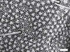 Mesaphorura macrochaeta (bar=2µm)
Hexagonal epicuticular ultrastructure with secondary granules
After Nickerl J & al, 2012 Fig.5D