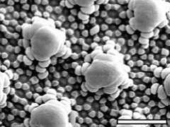 Stenaphorura quadrispina (bar=2µm)
Hexagonal epicuticular ultrastructure with secondary granules
After Nickerl J & al, 2012 Fig.2C'