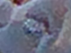 Ceratrimeria novaezealandiae (Collembola) from New Zealand
Eyepatch with 8 ocelli
2017.12.01 © Maurice