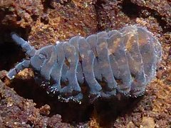 Ceratrimeria novaezealandiae (Collembola) from New Zealand
2017.12.01 © Maurice