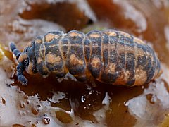 Pseudachorutes conspicuatus ssp. lineatus (Collembola) from New Zealand
2016.05.17 © McQuillan, Br.