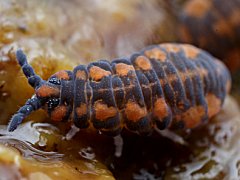 Pseudachorutes conspicuatus ssp. lineatus (Collembola) from New Zealand
2016.05.17 © McQuillan, Br.