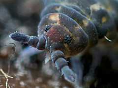 Pseudachorutes conspicuatus (Collembola) from New Zealand
2014.03.03 © Murray, A.