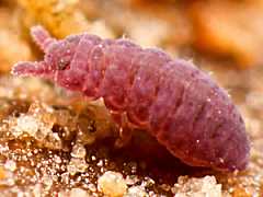 Brachystomella parvula (Collembola) from Portugal
2012.10.16 © Murray, A.