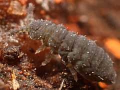 Pseudachorutes sp. (Collembola) from Portugal
2012.10.10 © Murray, A.