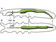 Mesaphorura sylvatica ♀ (Collembola) from Russia
Internal morphology
Digestive and excretory system
After Panina IV & al, 2019 Fig.4AB