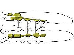 Mesaphorura sylvatica ♀ (Collembola) from Russia
Internal morphology
Nervous system
After Panina IV & al, 2019 Fig.4CD