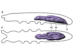 Mesaphorura sylvatica ♀ (Collembola) from Russia
Internal morphology
Reproductive system
After Panina IV & al, 2019 Fig.4EF