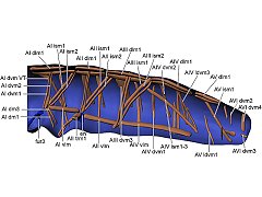 Mesaphorura sylvatica ♀ (Collembola) from Russia
Internal morphology
Abdominal muscles lateral internal view
After Panina IV & al, 2019 Fig.6A