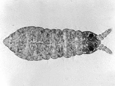 Pratanurida boerneri (Collembola) from Mexico
1997 © Palacios-Vargas, J.G.