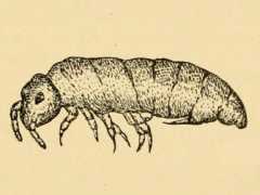 Achorutes speciosus (Collembola) from Australia
After Rainbow WJ, 1907 Fig.51