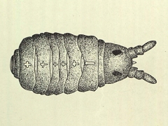 Micranurida decussa (Collembola) from New Zealand
After Salmon JT, 1941 Pl.43 Fig.72