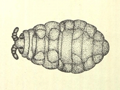 Ceratrimeria harrisi (Collembola) from New Zealand
After Salmon J.T., 1942 Pl.43 Fig.4
