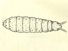 Clavaphorura septemseta (Collembola) from New Zealand
After Salmon JT, 1943 Pl.41 Fig.22