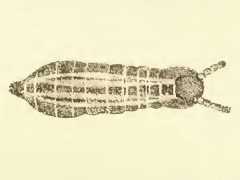 Pseudachorutes subcrassus (Collembola) from Russia
After Scherbakov AM, 1898 Table I Fig.4
