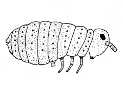Neanurodes neomexicanus (Collembola) from New Mexico
After Scott HG, 1960 Fig.5