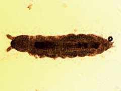 Stenaphorura denisii(sic) (Collembola) from the UK
After Shaw, P in Ware, C. & al, 2017 p.147 right