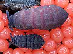 Brachystomella sp. (Collembola) from Spain
On Trichia decipiens
2012.12.15 © Jiménez, L.G.