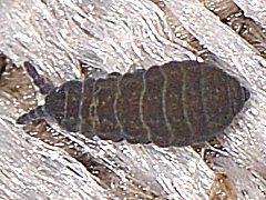 Pseudachorutes palmiensis (Collembola) from Spain
2016.04.24 © Tizon, J.