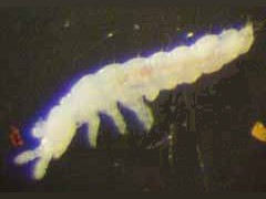 Tullbergia sp. (Collembola) from Antarctica
2003 © Stevens, M.