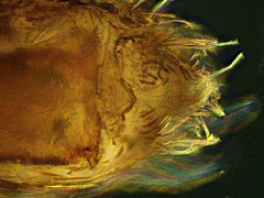 Checklist of the Collembola: Heteromurinae