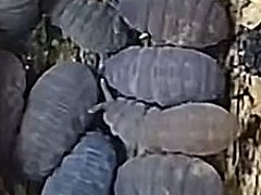 Pseudachorutes sp. (Collembola) from Thailand
2023.11.28 © van der Ende, T.