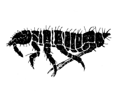 Pseudanurida billitonensis (Collembola) from Japan
After Uchida H, 1962 Fig.A