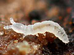 Mesaphorura sp. juv. (Collembola) from the UK
2013.01.12 © Murray, A.