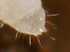 Metaphorura affinis (Collembola) from the UK
Two anal spines with medial conical projection
2013.04.27 © Murray, A.