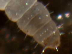 Paratullbergia callipygos juv. (Collembola) from the UK
Transverse dorsal suture in 4th abdominal segment
2013.04.15 © Murray, A.