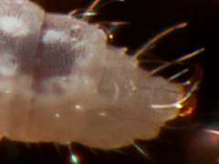 Paratullbergia callipygos (Collembola) from the UK
6th abdominal segment with ridges/bumps and large anal spines
2013.05.07 © Murray, A.