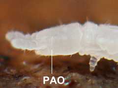 Paratullbergia callipygos (Collembola) from the UK
Elongate post-antennal organ
2012.11.27 © Murray, A.