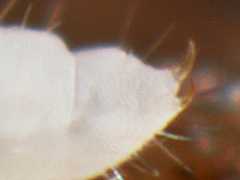 Paratullbergia callipygos (Collembola) from the UK
Distinct large anal spines
2012.11.27 © Murray, A.