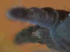 Pseudachorutes sp. (Collembola) from the UK
Pointed mouth-cone
2015.02.26 © Murray, A.