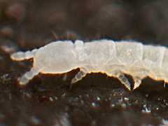 Stenaphorura denisi (Collembola) from the UK
2012.11.28 © Murray, A.