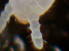 Stenaphorura denisi (Collembola) from the UK
2012.11.28 © Murray, A.