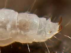 Stenaphorura denisi (Collembola) from the UK
Two large and two small anal spines; in front two bumps
2013.01.11 © Murray, A.