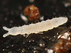 Mesaphorura macrochaeta (Collembola) from the UK
2012.11.15 © Murray, A.